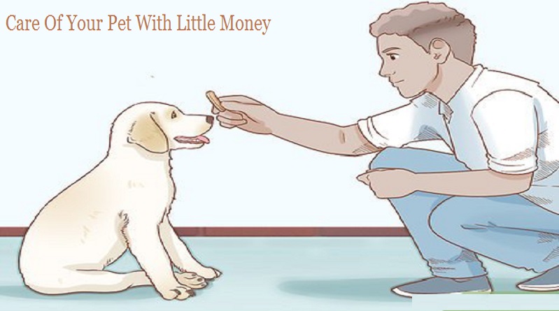 How To Take Care Of Your Pet With Little Money